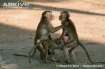 Mating-pair-of-crab-eating-macaques-harassed-by-a-rival.jpg